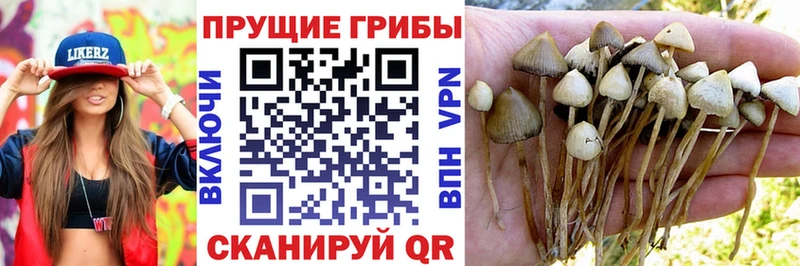 OMG ТОР  цены наркотик  это клад  Галлюциногенные грибы мицелий  Кострома 